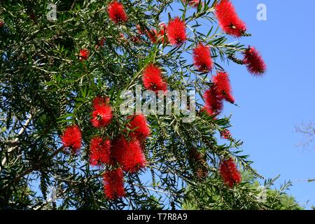 Leuchtend rote Blumen Callistemon bottlebrush Speciosus vor blauem Himmel Stockfoto