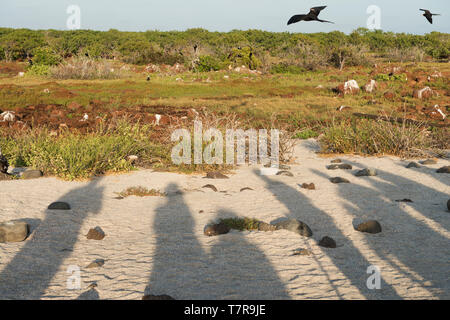 Die Galapagos Inseln, waren die Quelle für die Evolutionstheorie von Darwin, die Inseln einzigartigen Versionen von Reptilien und Vögel gearbeitet haben Stockfoto