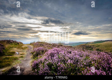 Pfad auf den Gipfel des Hügels, lila Heidekraut wächst an Moor- und Moody Himmel über dem Horizont während des Sonnenuntergangs. majestätischen Landschaft des Peak District, UK. Natur. Stockfoto