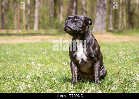 Staffordshire Bullterrier sitzend auf einer Wiese Stockfoto