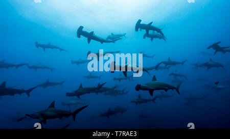 Große Schule der Scalloped Hammerhead Sharks in Wolf Island, Nord-Galapagos, UNESCO-Weltkulturerbe Stockfoto