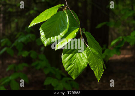 Buche Blätter nach dem Regen in einem Wald in der Nähe von Neundorf a.d. Eigen, Deutschland im Mai 2019 Stockfoto