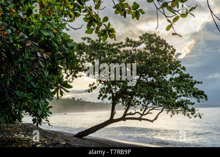 Mit schwarzem Sand vulkanischen Strand in Tangkoko National Park. Früh morgens fogy an der Küste von Tangkoko National Park. Sulawesi. Indonesien Stockfoto