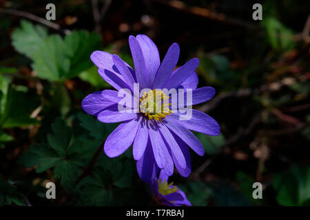Die Balkan Anemone oder Winter cuneata wächst im Schatten und durch Sonnenlicht hit (Anemone blanda) Stockfoto