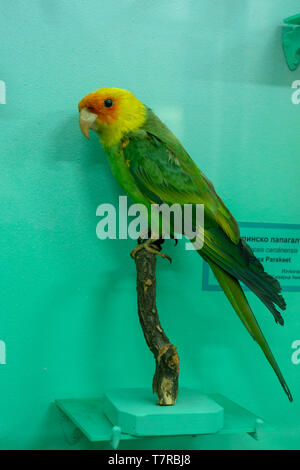 Montiertes Exemplar des erloschenen neotropen Papageiens Carolina Parakeet oder Conuropsis Carolinensis im National Museum of Natural History, Sofia, Bulgarien Stockfoto