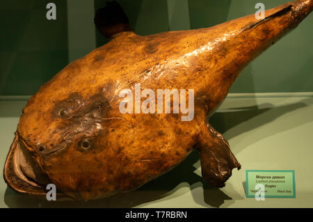 Hinterhalt Räuber Seeteufel Angler Fisch oder Lophius piscatorius auf der Ausstellung im National Museum of Natural History in Sofia Bulgarien Stockfoto