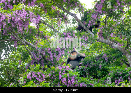 Pygathrix nemaeus in der Jahreszeit des millettia Blumen auf dem Son Tra Halbinsel gemausert, Da Nang, Vietnam. Dies ist eine kleine Gruppe von seltenen wilden anim Stockfoto