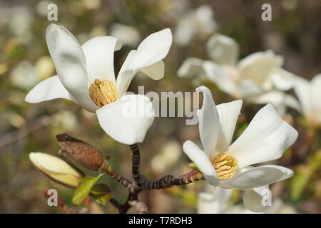 Magnolia 'Kobus'. Die duftenden, weissen Blüten der Nördlichen japanischen Magnolia. Stockfoto