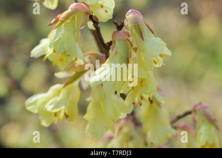 Corylopsis pauciflora. Zarte Zitrone Blüten von Buttercup Zaubernuss im frühen Frühjahr-UK Stockfoto