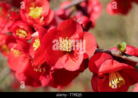 Chaenomeles x Superba' Crimson und Gold". Tief karmesinrote Blüten der japanischen Quitte 'Crimson und Gold". Hauptversammlung Stockfoto