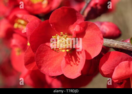 Chaenomeles x Superba' Crimson und Gold". Tief karmesinrote Blüten der japanischen Quitte 'Crimson und Gold". Hauptversammlung Stockfoto