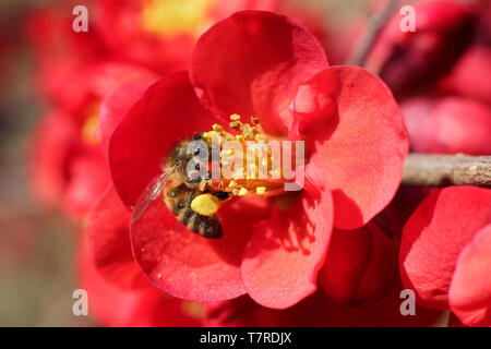 Honig Biene auf japanische Quitte. Apis mellifera auf Chaenomeles x Superba' Crimson und Blüten Gold' - Frühling. UK. Hauptversammlung Stockfoto