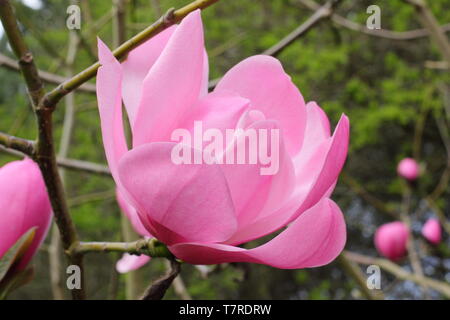 Magnolia sprengeri var. Diva" Copeland Gerichts". Lebendige Zuckerwatte rosa Blüten von Magnolia 'Copeland Gericht" im Frühjahr. AGM. Großbritannien Stockfoto