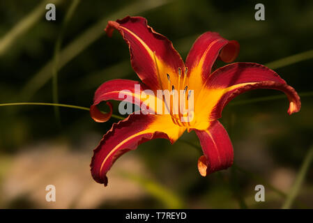 Hemerocallis fulva - eine orange Tag - Lilie Blume Nahaufnahme, native in Asien mit seiner Blätter im Hintergrund. Stockfoto