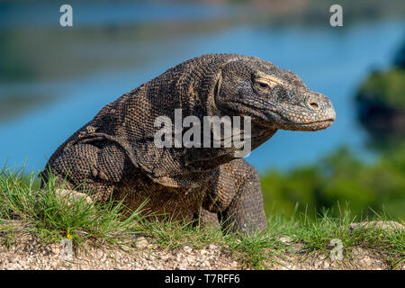 Komodo Drache. Close up Portrait. Der Komodo Drachen, Wissenschaftlicher Name: Varanus komodoensis. Indonesien. Stockfoto