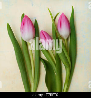 Drei rosafarbenen und weißen Tulpen auf gelbem Hintergrund Stockfoto