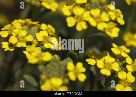 Alyssum montanum 'Berggold'-Berg madwort ein wenig alpine Anlage Stockfoto