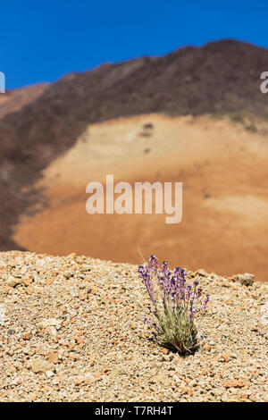 Erysimum scoparium, Alheli del Teide, Kanarische Mauerblümchen, Montaña Blanca, Las Cañadas del Teide, Teneriffa, Kanarische Inseln, Spanien Stockfoto