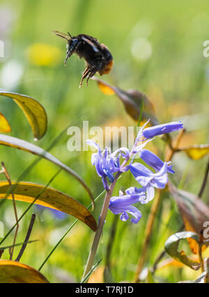 Hummel bestäubt eine nicht Muttersprache Spanisch Bluebell. Stockfoto