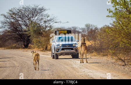 Zebras Block die Straße in Etosha National Park Stockfoto