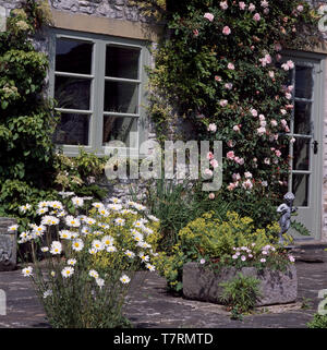 Rosa Kletterrosen auf Stone Cottage Stockfoto