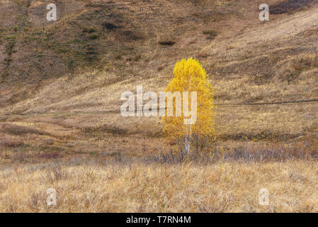Lonely gelb Birke auf dem Hügel Stockfoto