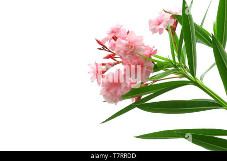 Rosa Oleander Blumen grüne Blätter isoliert weißer Hintergrund 255 Stockfoto