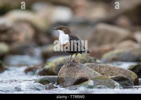 Wasseramsel/Europäischen Pendelarm (Cinclus cinclus gularis) auf Rock im Stream, Schottland, Großbritannien Stockfoto