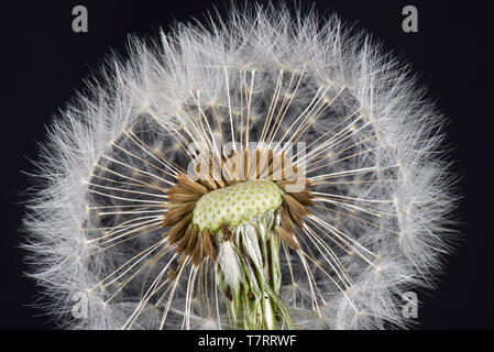 Studio Bild von einem Löwenzahn (Taraxacum officinale) Samen Kopf, pappus, Schnabel und achene für Wind zersteuung Stockfoto