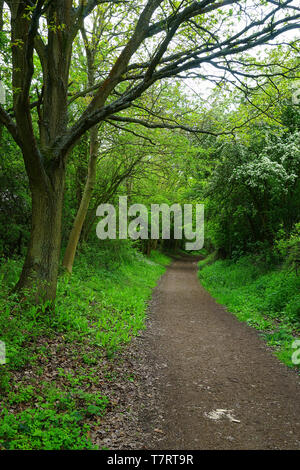 Die Länge der Ayot Greenway, in der Nähe von Wheathampstead, Hertfordshire. Stockfoto