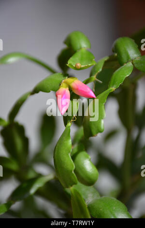 Der Kaktus Decembrist schöne rosa Blüten. Dekorative rosa Blume Decembrist. Schlumbergera - Weihnachten Blume oder Varvarin Blume. Blütenknospen Stockfoto
