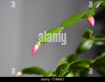 Der Kaktus Decembrist schöne rosa Blüten. Dekorative rosa Blume Decembrist. Schlumbergera - Weihnachten Blume oder Varvarin Blume. Blütenknospen Stockfoto