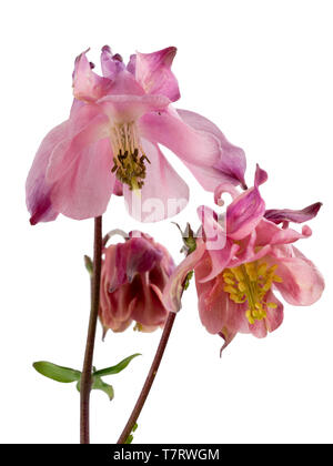 Rosa, selbst gesätes Akelei, Aquilegia vulgaris Hybrid auf weißem Hintergrund Stockfoto