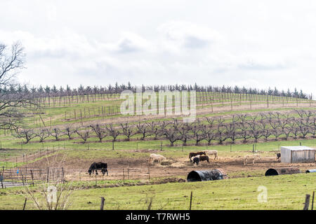 Ländliche Virginia Bauernhof Landschaft Berglandschaft in trüben Winter mit Weingut Weinberg und Pferde grasen Stockfoto