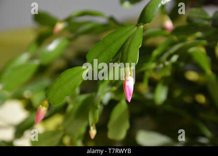 Der Kaktus Decembrist schöne rosa Blüten. Dekorative rosa Blume Decembrist. Schlumbergera - Weihnachten Blume oder Varvarin Blume. Blütenknospen Stockfoto