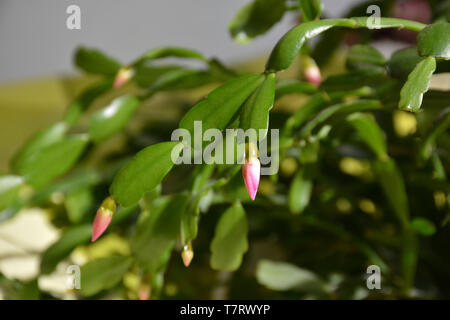 Der Kaktus Decembrist schöne rosa Blüten. Dekorative rosa Blume Decembrist. Schlumbergera - Weihnachten Blume oder Varvarin Blume. Blütenknospen Stockfoto