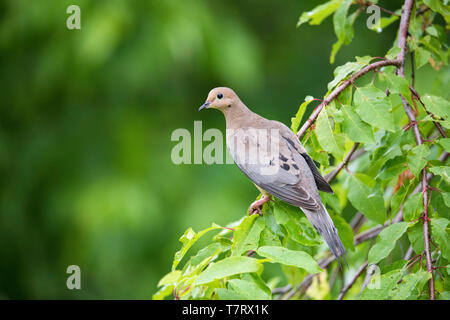 Taube, Zenaida macroura, im Frühling Baum gehockt, Nova Scotia, Kanada Stockfoto