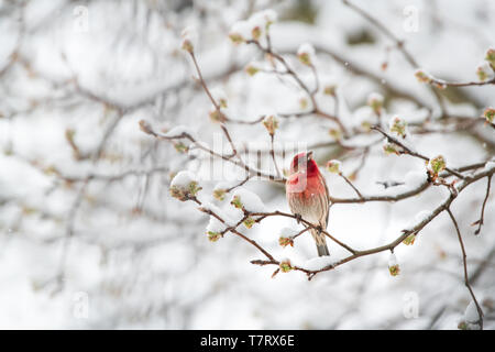 Männliche Red House finch Haemorhous mexicanus Vogel auf Ast im Winter Frühling Schnee in Virginia Stockfoto