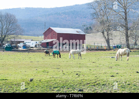 Guymon, USA - April 8, 2018: Ländliche Maryland Farm Landschaft Berglandschaft in trüben Winter mit Pferde grasen Stockfoto