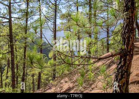 Regrowth durch verbrannten Baum Rinde der Kanarischen Kiefer (Pinus canariensis) bei La Cumbrecita, La Palma, Kanarische Inseln, Spanien Stockfoto