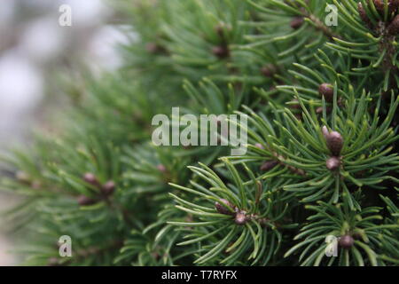 Juniperus baum Busch Textur grüne Nadel Hintergrund. Stockfoto