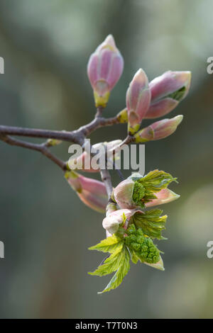 Knospen an einem Bergahorn (Acer pseudoplatanus) geöffneten Blüten des Baumes zu offenbaren und sich abzeichnende Blätter Stockfoto