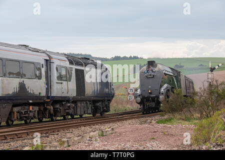 Die Aberdeen Flyer, der LNER-Klasse A4 "Union von Südafrika", trifft auf ScotRail Intercity in Richtung Süden an carmont Bahnhof geschleppt Stockfoto