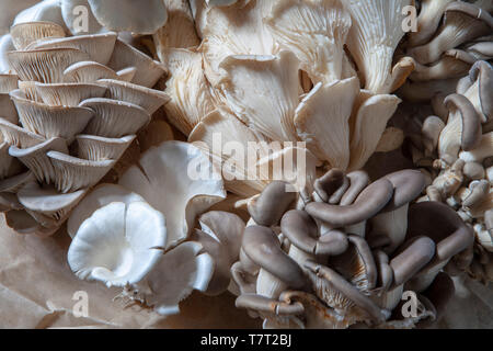 Exotische Pilze einschließlich Blue Trompeten und Golden Austern Stockfoto