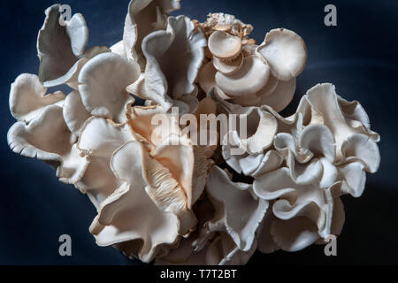 Exotische Pilze einschließlich Blue Trompeten und Golden Austern auf dunkelblauem Hintergrund Stockfoto