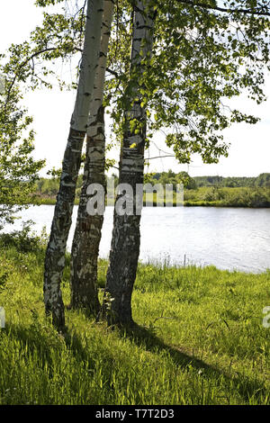 Gzhat River in der Nähe von Gagarin. Smolensk. Russland Stockfoto