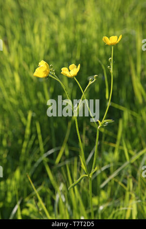 Landschaft in der Nähe von Gagarin. Smolensk. Russland Stockfoto