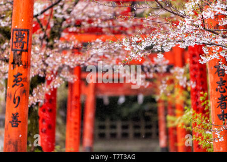 Kyoto, Japan - 10 April, 2019: Orange Rot Takenaka Inari Jinja Schrein Tore und Kirschblüte sakura Bäume im Frühling mit blühenden Blumen im Garten Stockfoto