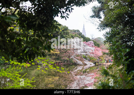 Tokyo, Japan - 28. März 2019: Pink und Weiß Cherry Blossom Sakura-bäume mit Blumen und Reflexion im See im Frühling Frühling in Shinjuku gyo Stockfoto