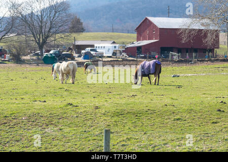 Guymon, USA - April 8, 2018: Ländliche Maryland Farm Landschaft Berg in trüben Winter mit Pferde grasen von House Stockfoto